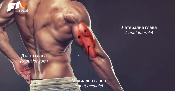 анатомия на трицепс