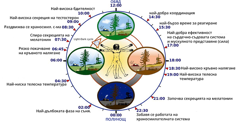 циркаден ритъм илюстрация